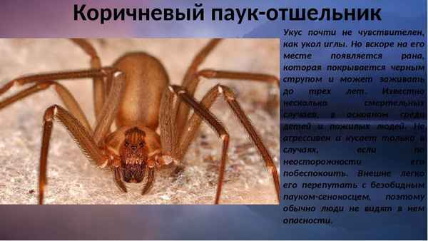 
    Коричневый паук отшельник 🌟 Фото, описание, ареал, питание, враги ✔
    