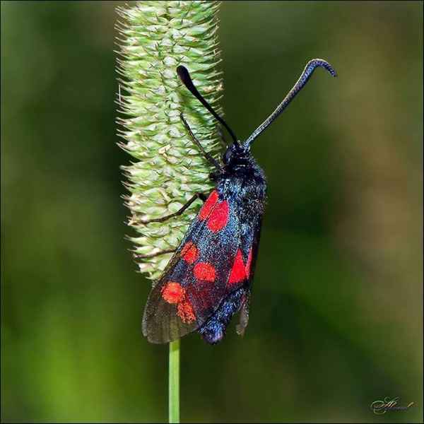 
    Бабочка пестрянка 🌟 Фото, описание, ареал, питание, враги ✔
    