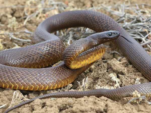 
    Змея тайпан Маккоя 🌟 Фото, описание, ареал, питание, враги ✔
    