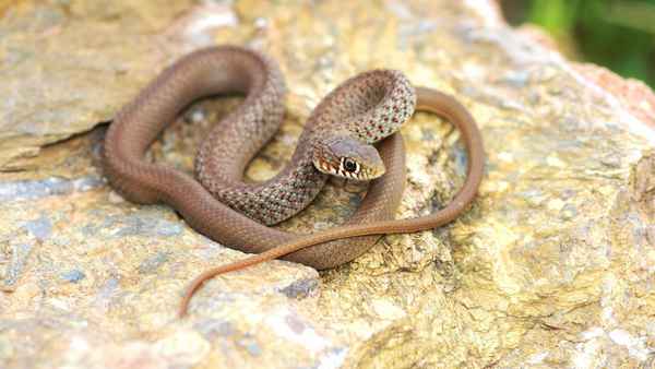
    Змея желтобрюх 🌟 Фото, описание, ареал, питание, враги ✔
    