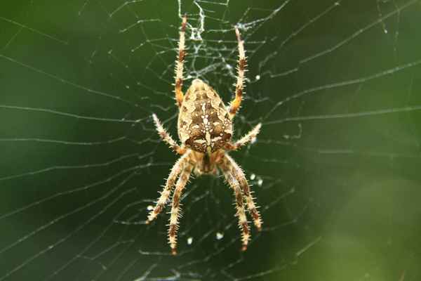 
    Бразильский стрaнcтвующий паук 🌟 Фото, описание, ареал, питание, враги ✔
    