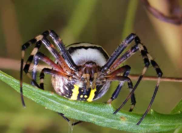 
    Жёлтый паук 🌟 Фото, описание, ареал, питание, враги ✔
    