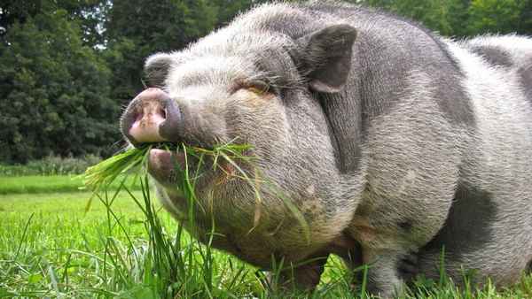
    Вьетнамская свинья 🌟 Фото, описание, ареал, питание, враги ✔
    