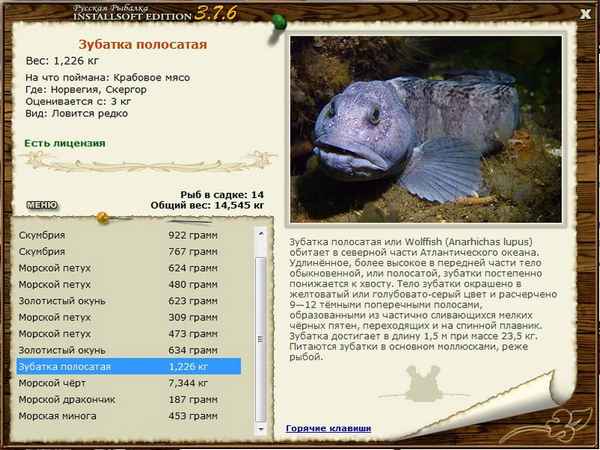 
    Рыба зубатка 🌟 Фото, описание, ареал, питание, враги ✔
    