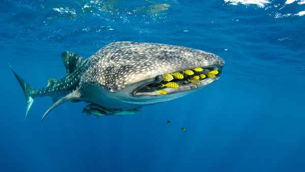 
    Китовая акула 🌟 Фото, описание, ареал, питание, враги ✔
    