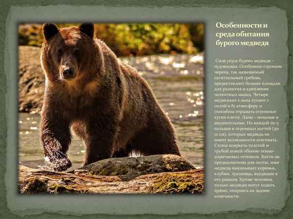 
    Медведь гризли 🌟 Фото, описание, ареал, питание, враги ✔
    