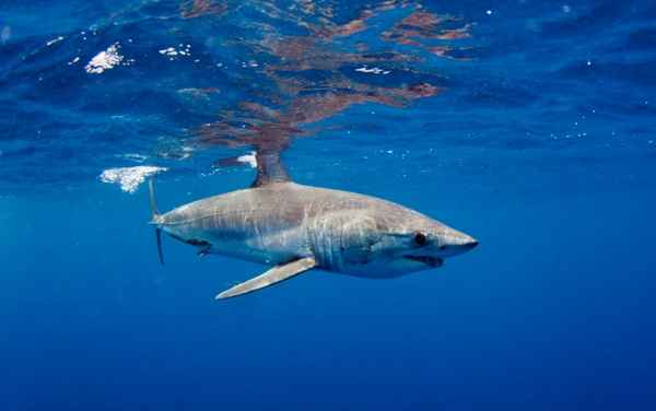 
    Большая белая акула 🌟 Фото, описание, ареал, питание, враги ✔
    