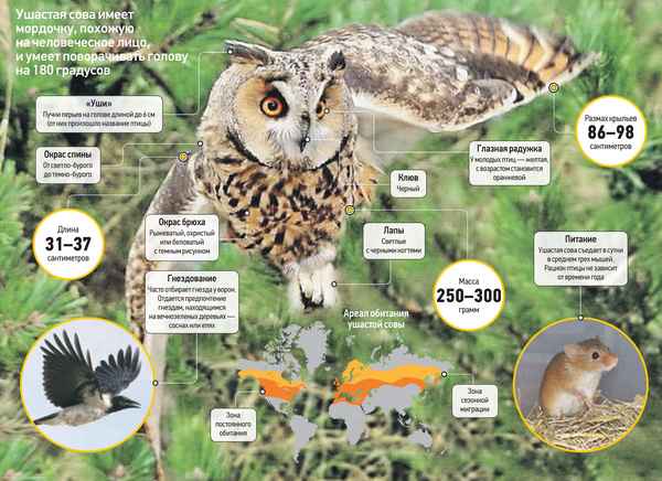 
    Ушастая сова 🌟 Фото, описание, ареал, питание, враги ✔
    