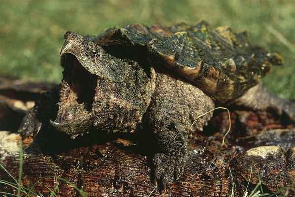
    Грифовая черепаха 🌟 Фото, описание, ареал, питание, враги ✔
    