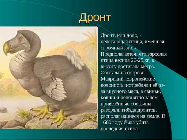 
    Птица додо 🌟 Фото, описание, ареал, питание, враги ✔
    