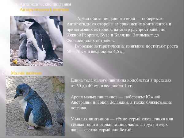 
    Малый пингвин 🌟 Фото, описание, ареал, питание, враги ✔
    