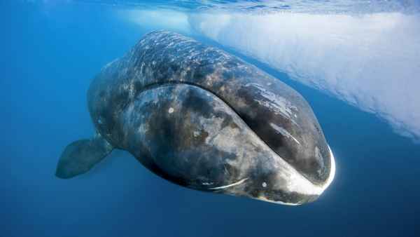
    Гренландский кит 🌟 Фото, описание, ареал, питание, враги ✔
    