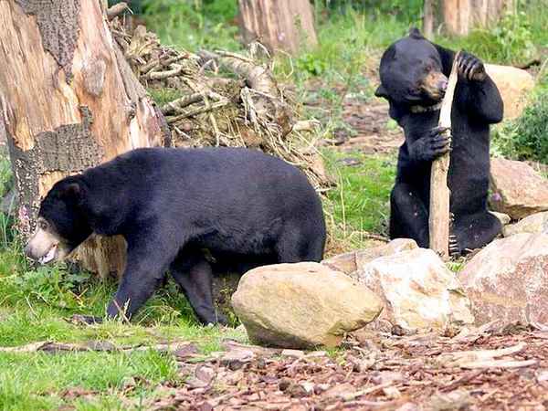 
    Малайский медведь 🌟 Фото, описание, ареал, питание, враги ✔
    