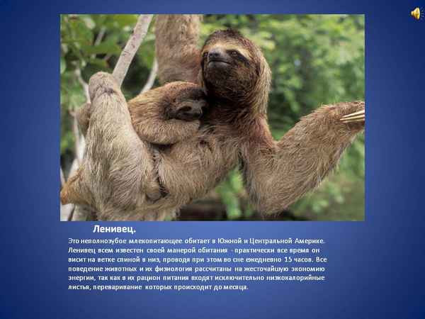 
    Ленивец 🌟 Фото, описание, ареал, питание, враги ✔
    
