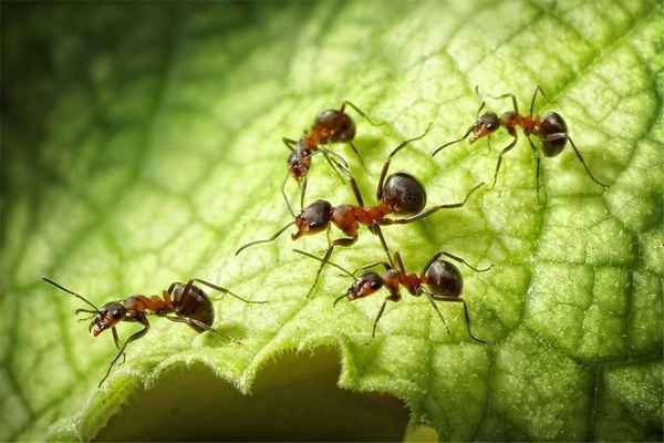 
    Фараонов муравей 🌟 Фото, описание, ареал, питание, враги ✔
    