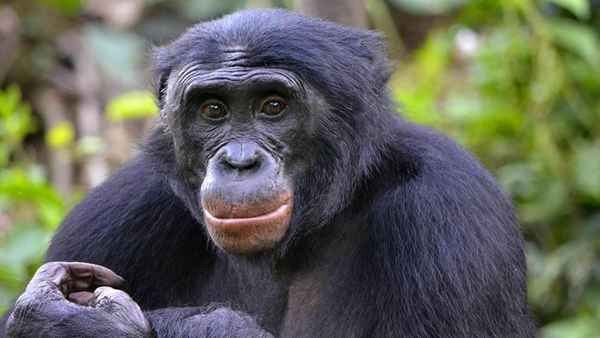
    Бонобо 🌟 Фото, описание, ареал, питание, враги ✔
    