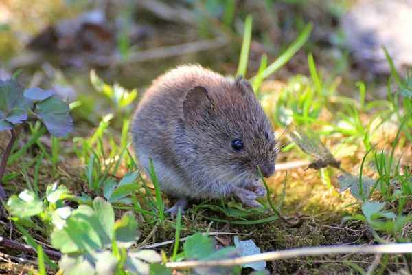 
    Мышь полевка 🌟 Фото, описание, ареал, питание, враги ✔
    