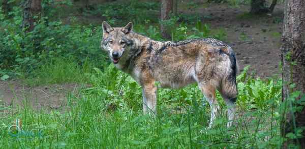 
    Серый волк 🌟 Фото, описание, ареал, питание, враги ✔
    
