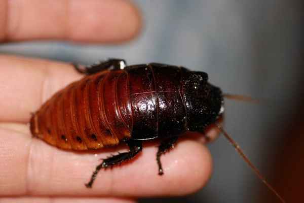 
    Мадагаскарский таракан 🌟 Фото, описание, ареал, питание, враги ✔
    