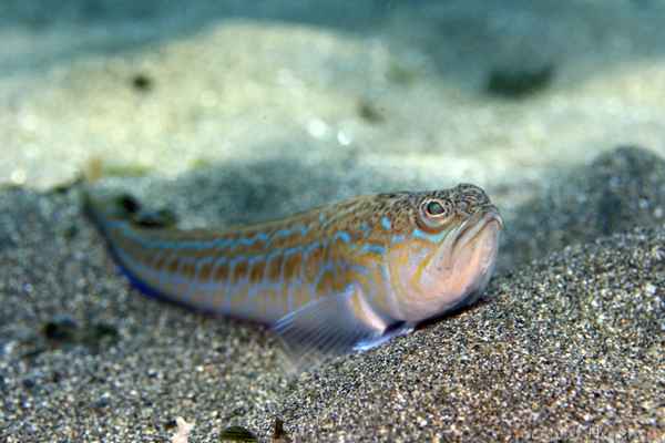 
    Рыба дpaкон 🌟 Фото, описание, ареал, питание, враги ✔
    