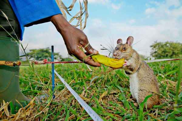 
    Гамбийская крыса 🌟 Фото, описание, ареал, питание, враги ✔
    