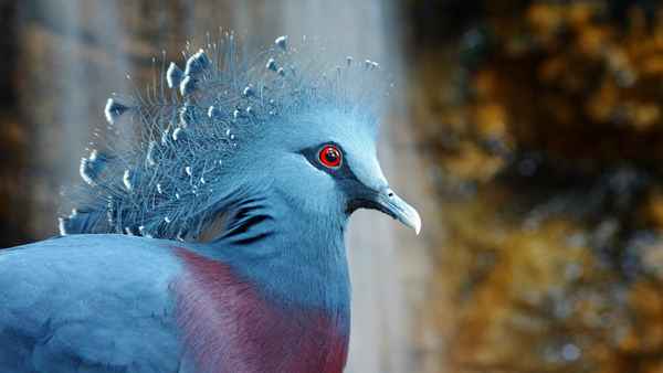 
    Венценосный голубь 🌟 Фото, описание, ареал, питание, враги ✔
    