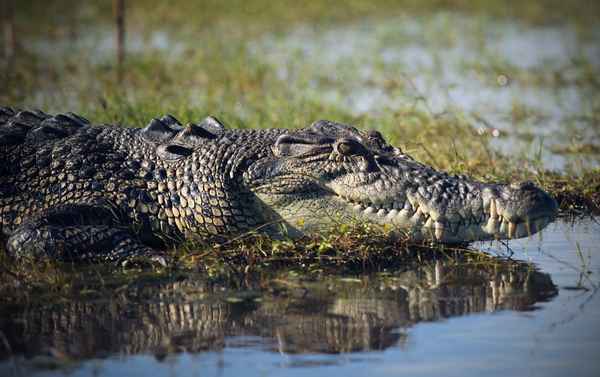 
    Гребнистый крокодил 🌟 Фото, описание, ареал, питание, враги ✔
    