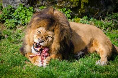 Что Едят Львы?