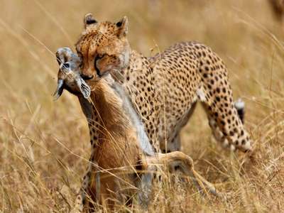 Что ест гепард и как охотится?