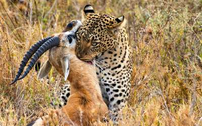 Как охотятся и чем питаются леопарды?