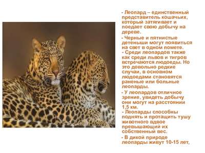 Интересные факты о леопардах