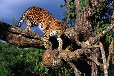 Где обитает ягуар в дикой природе?