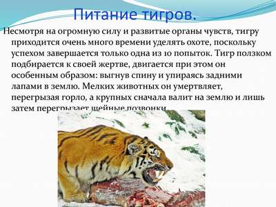 Чем питается тигр?