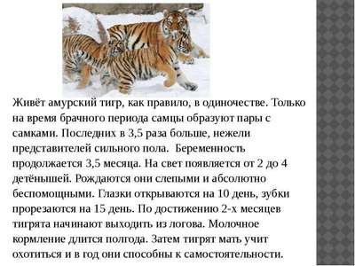Где живут тигры?