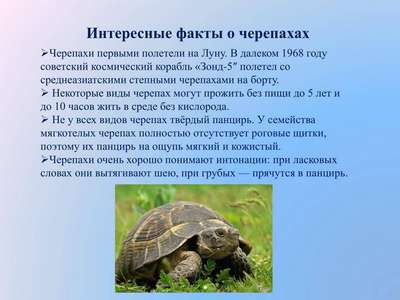 20 самых интересных фактов о черепахах