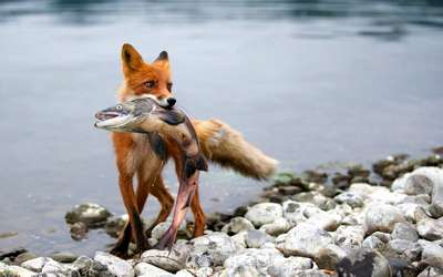 Чем питается лиса в дикой природе?
