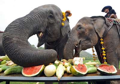 Что едят слоны?
