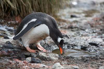 Что едят пингвины?