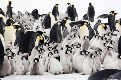 Сколько живут пингвины?