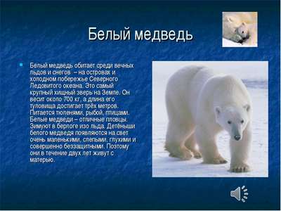 Краткое описание белого медведя