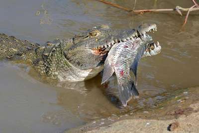 Чем питается крокодил?