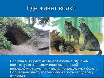 Где живет волк?