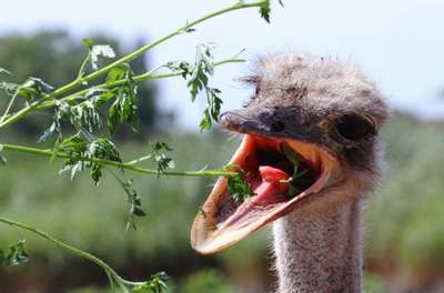 Что едят страусы?