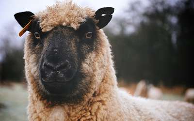 Новости по тематике Овца
