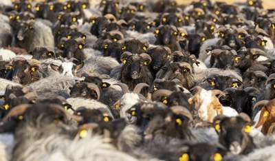 700 овец выступили в поддержку вакцинации