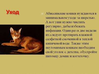 Абисcинская кошка - неповторимость породы