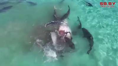 Акулы растерзали дeвyшку на глазах у семьи