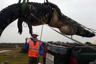 Гигантский аллигатор проплыл среди водолазов и был пойман