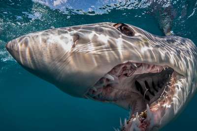Гигантская белая акула подавилась черепахой и умерла