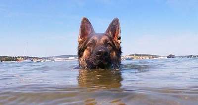 Более 11 часов в воде: собака спасла хозяина, когда их лодка утонула